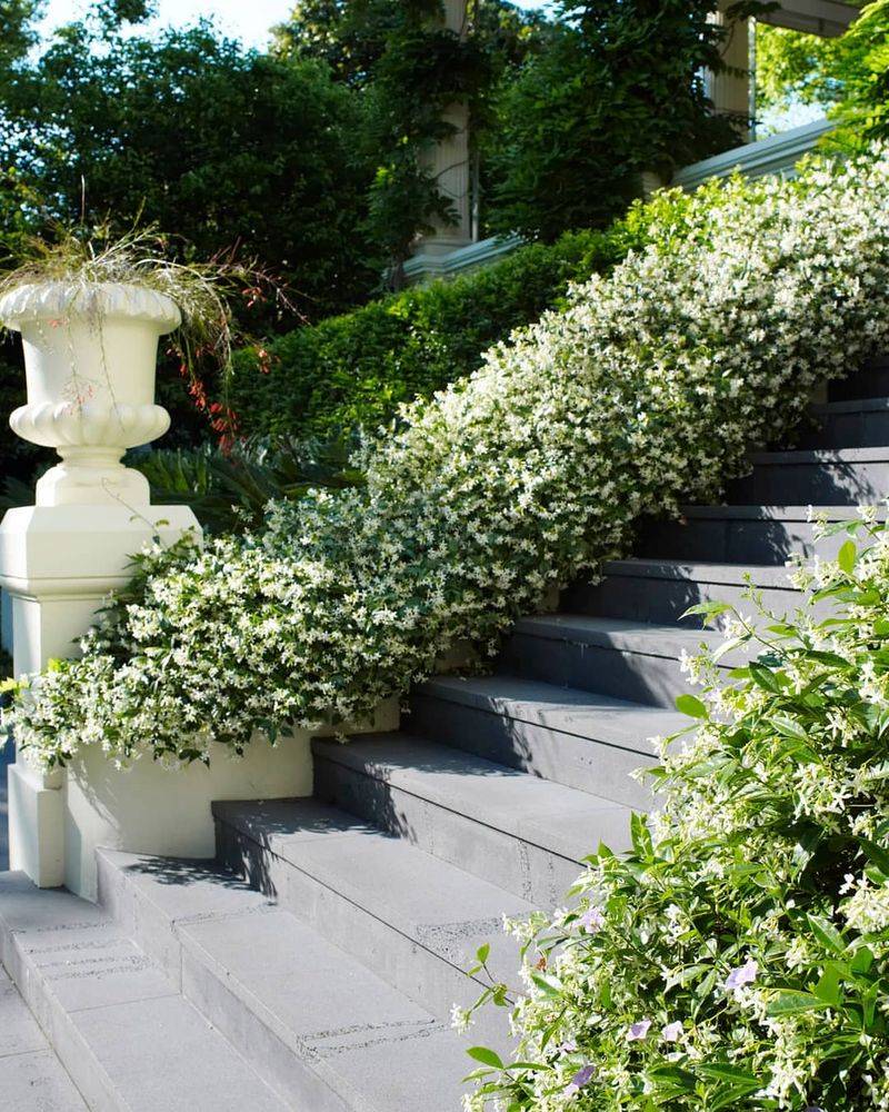 Confederate Jasmine