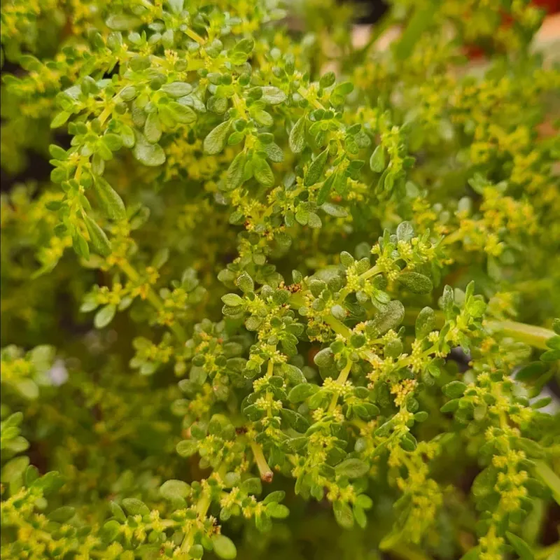 Artillery Plant (Pilea microphylla)
