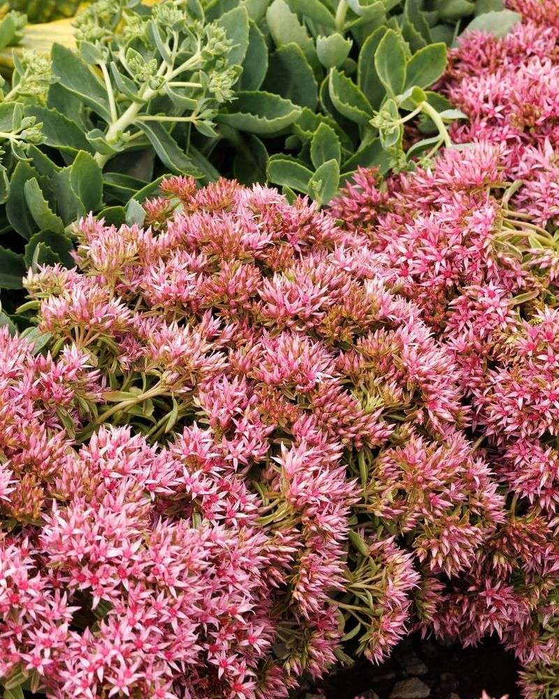 Sedum (Stonecrop)