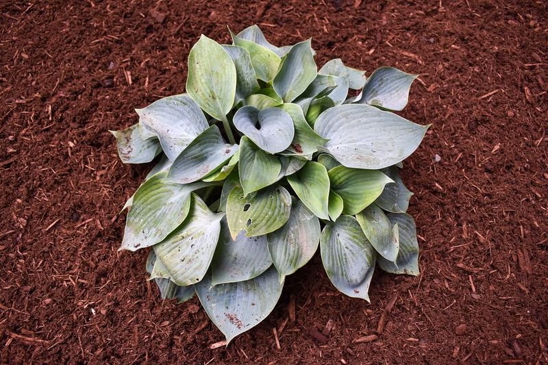 Acidic Soil Changes