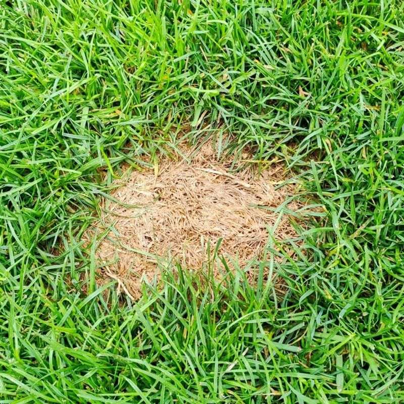 Your Grass Looks Thin And Scraggly