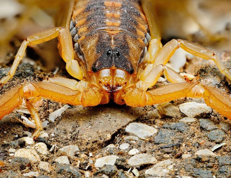 Striped Bark Scorpion