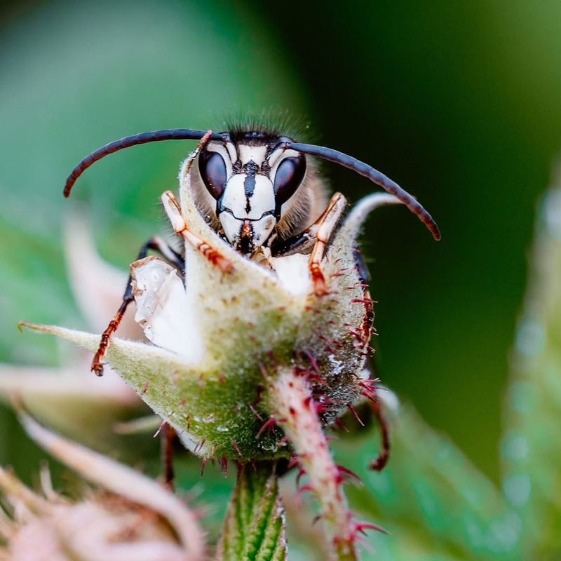Bald-Faced Hornet