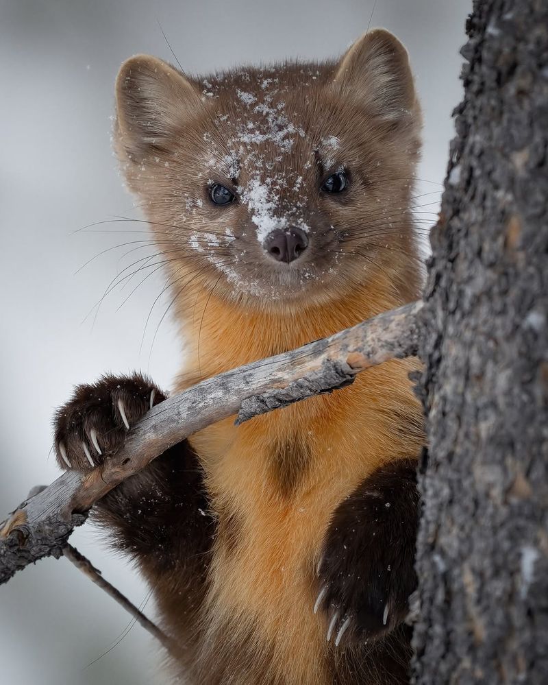 American Marten: Forest Dweller
