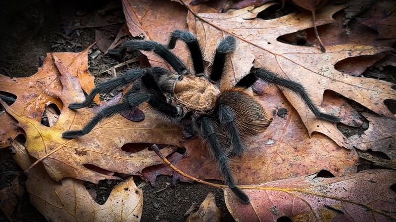 Tarantula