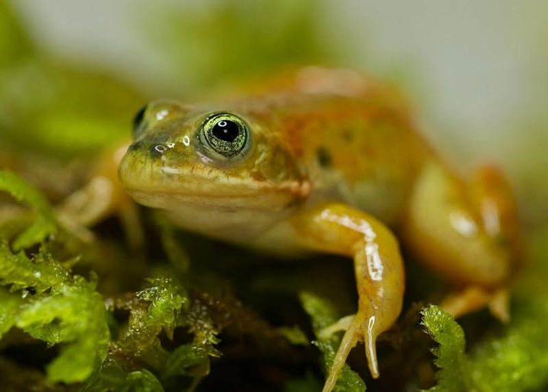 Oregon Spotted Frog