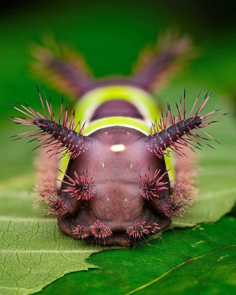Saddleback Caterpillar