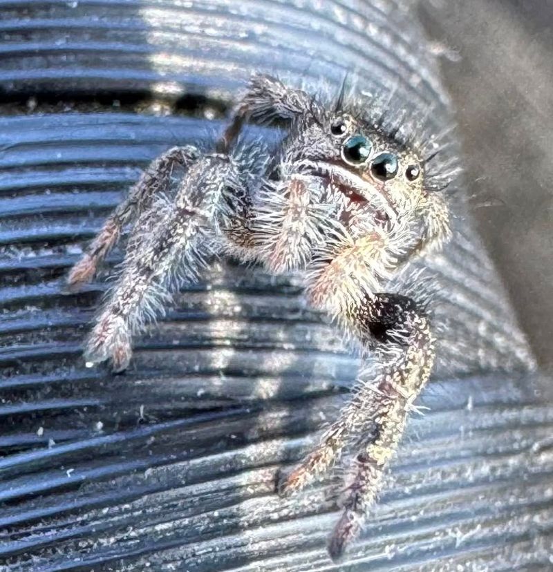 Hobo Spider