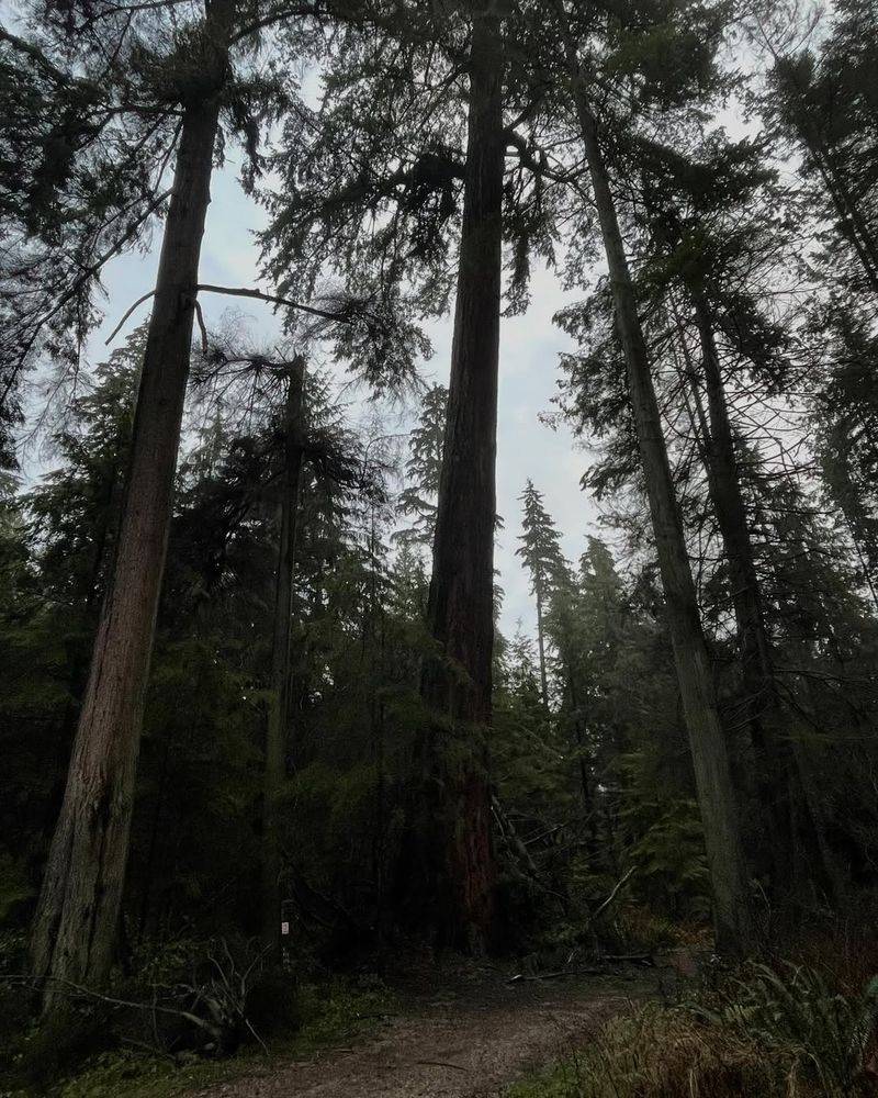 Douglas Fir Over 100 Years Old