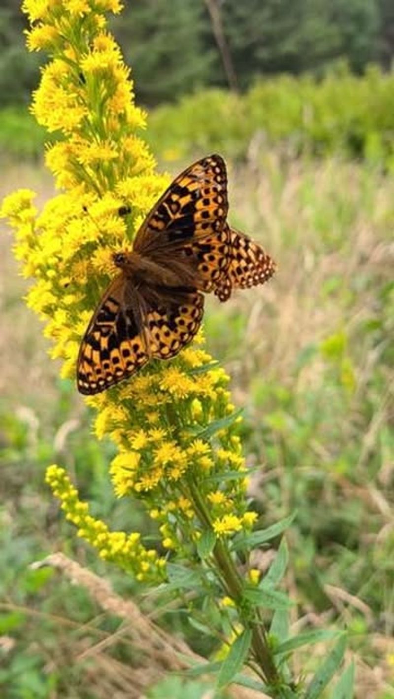 Oregon Silverspot Butterfly