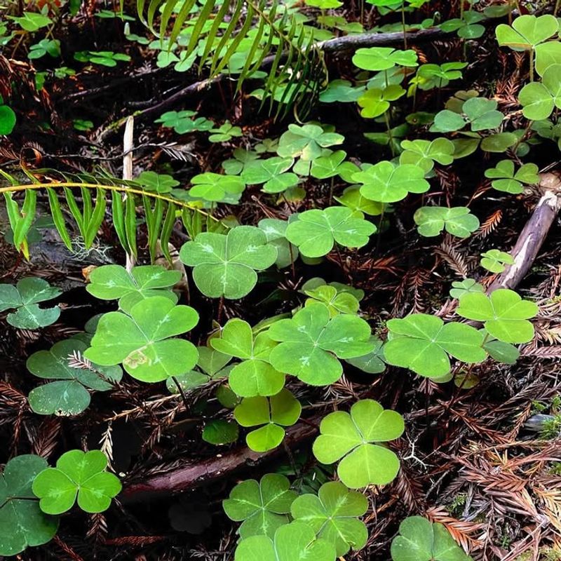 Oregon Oxalis (Oxalis oregana)