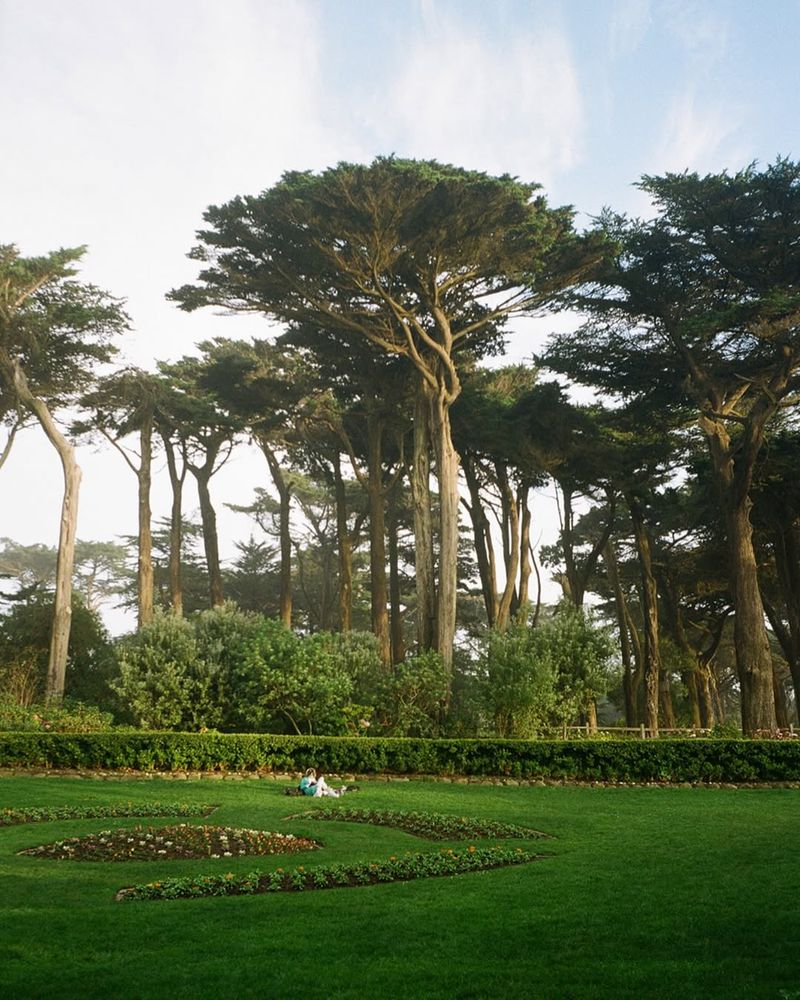 Monterey Cypress: Coastal Icons With Legal Shields