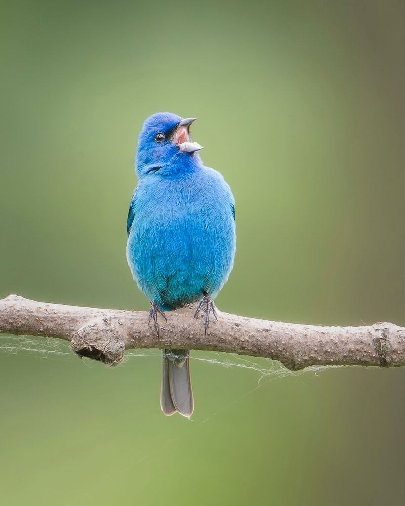 Indigo Bunting Along Fencelines