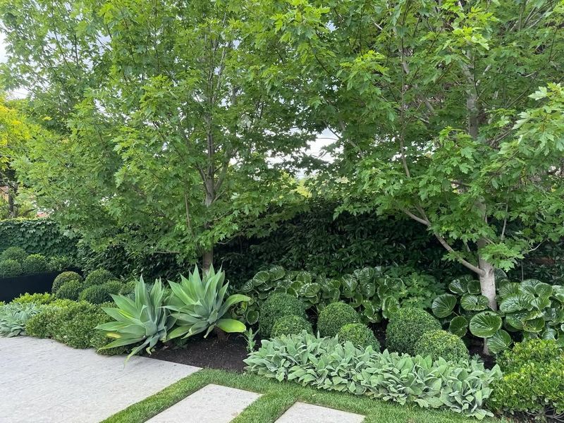 Beneath Existing Mature Tree Canopies