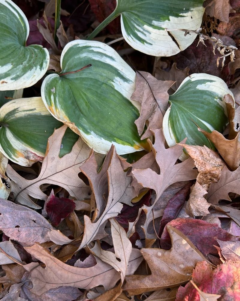 Leaves Provide Valuable Winter Insulation