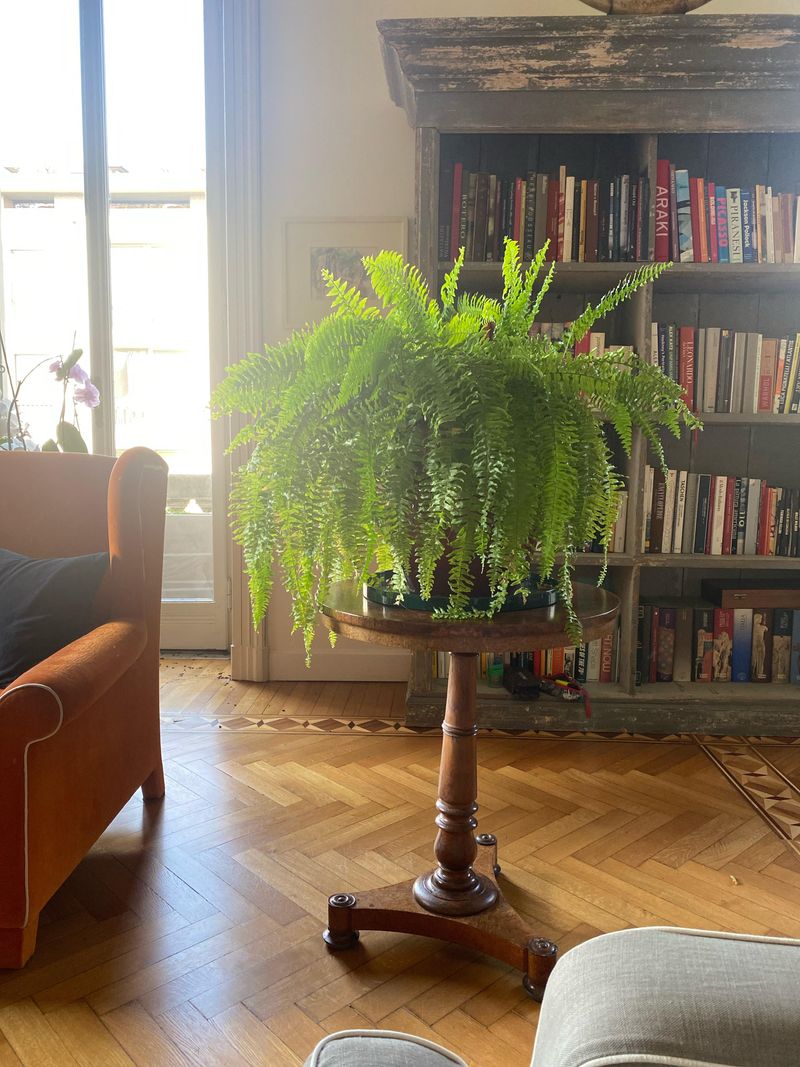 Antique Boston Fern