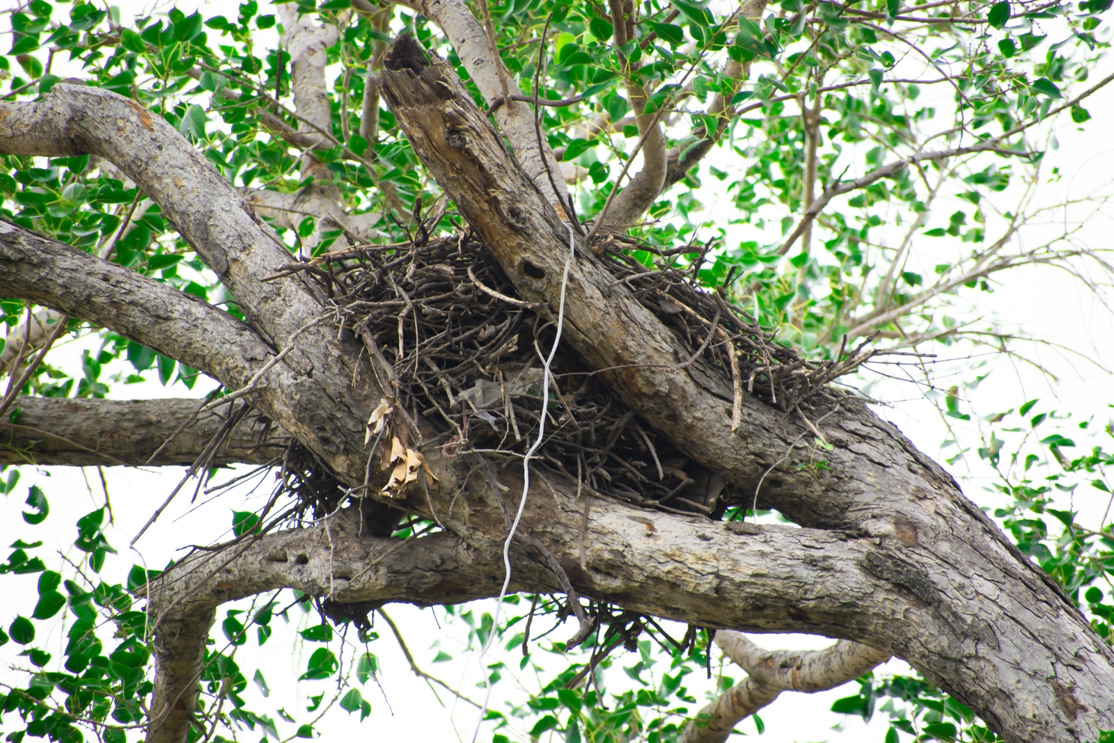 squirrel drey