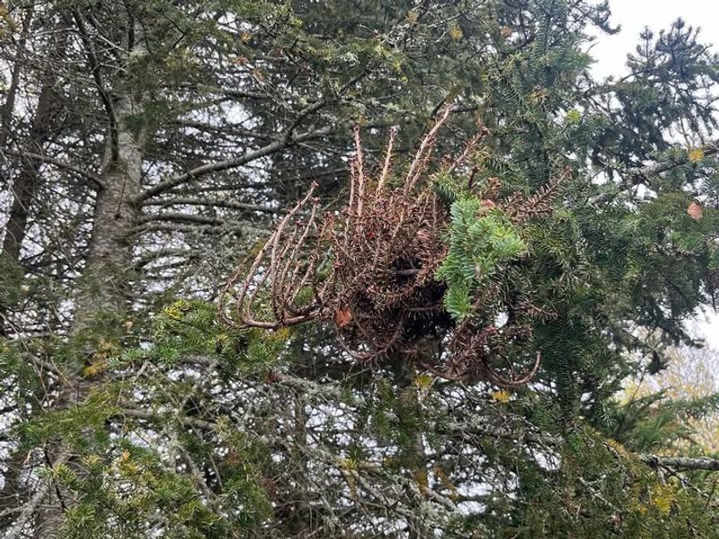 Witch's Broom Growth