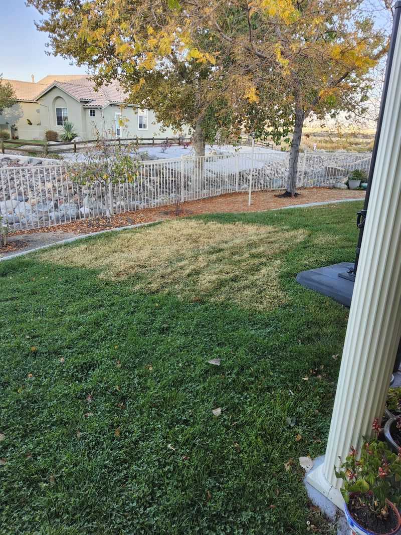 Your Lawn Gets Smothered and Turns Yellow