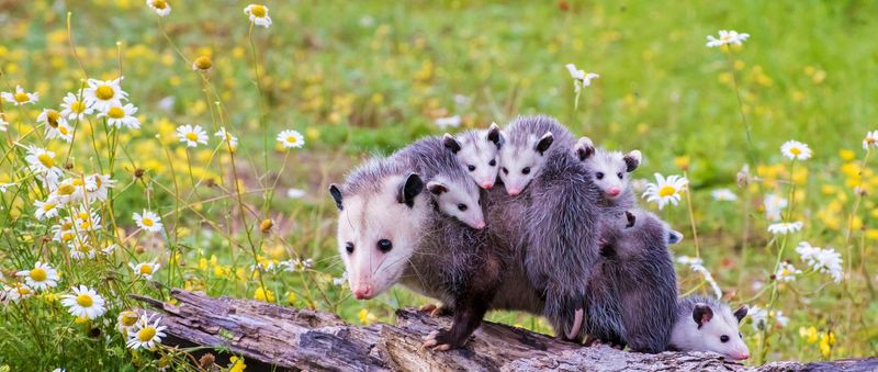 Possums Are Actually Beneficial Neighbors