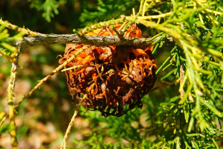 Pine Needle Cocoon