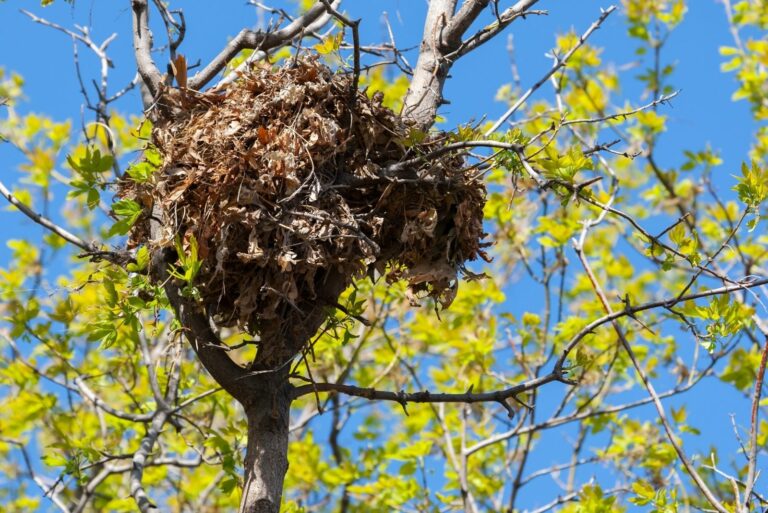 squirrel nest high up in a tree