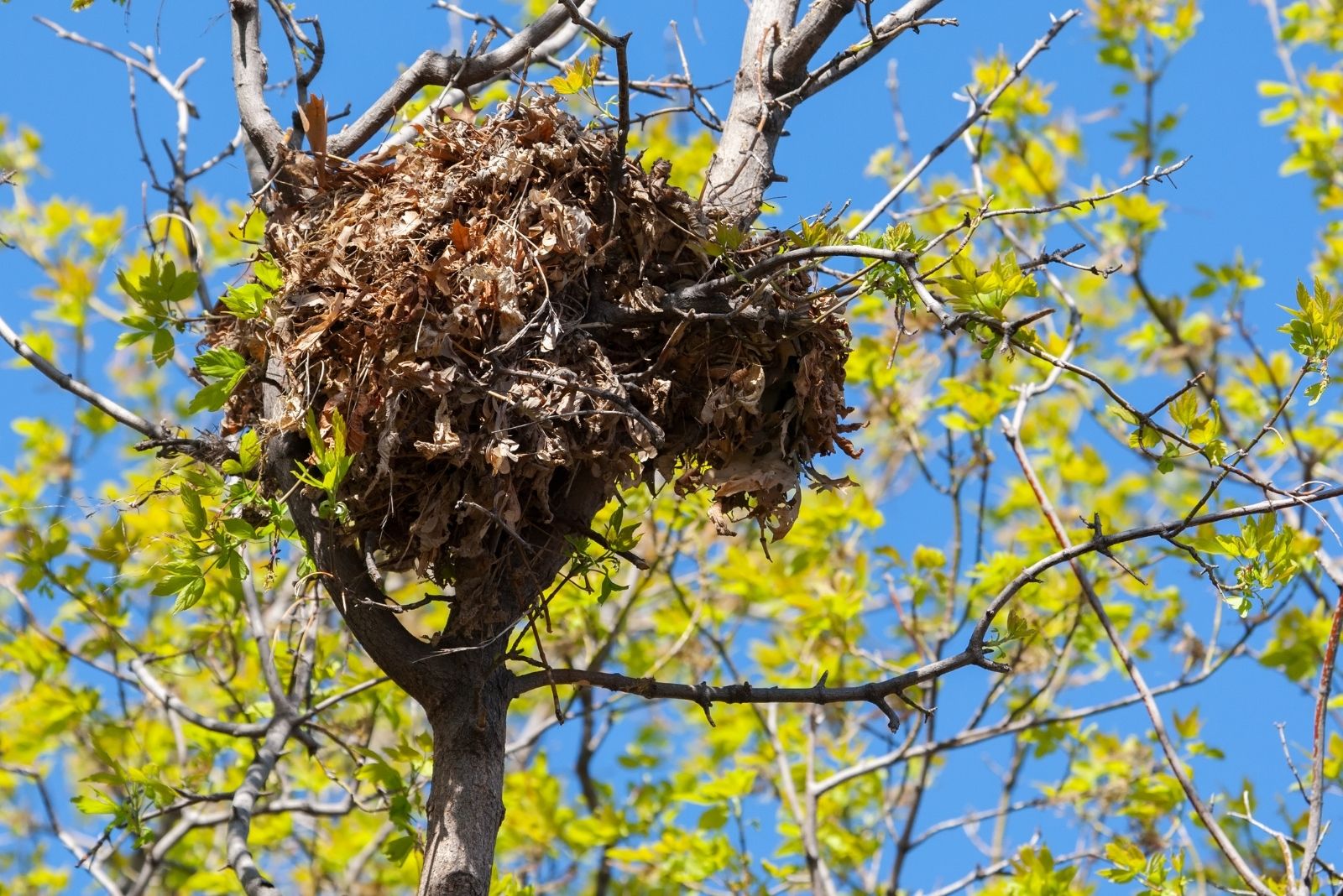 What Looks Like A Bird Nest In Your Tennessee Tree Might Be Something Else Entirely