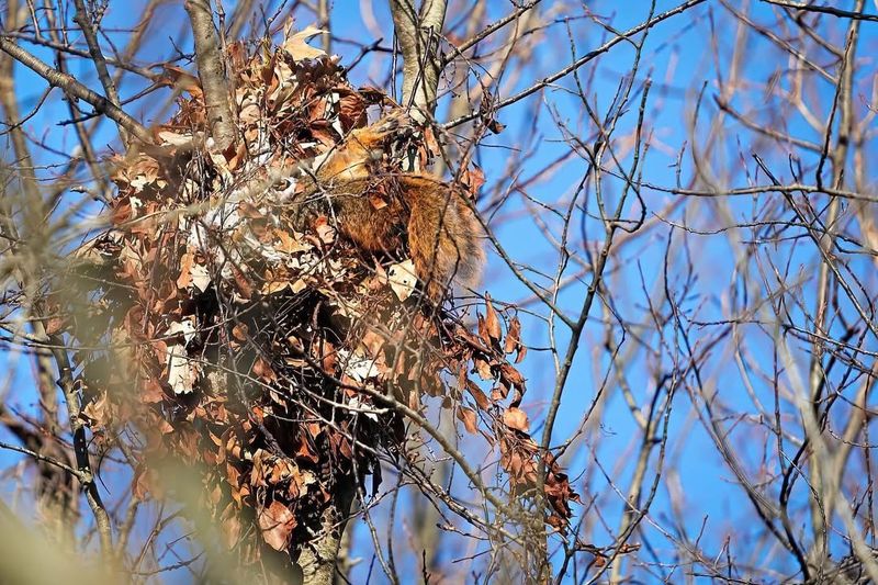 Squirrel Dreys Hidden Among Branches