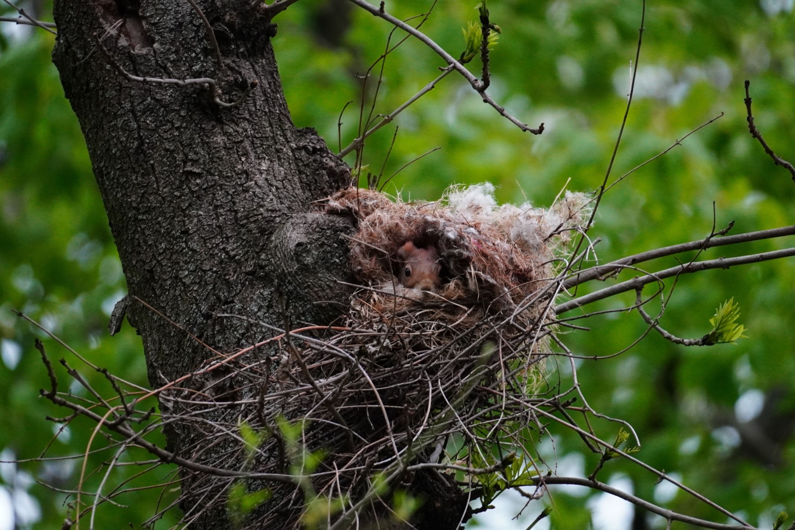 What Looks Like A Nest In Your Florida Tree Could Be Something Unexpected