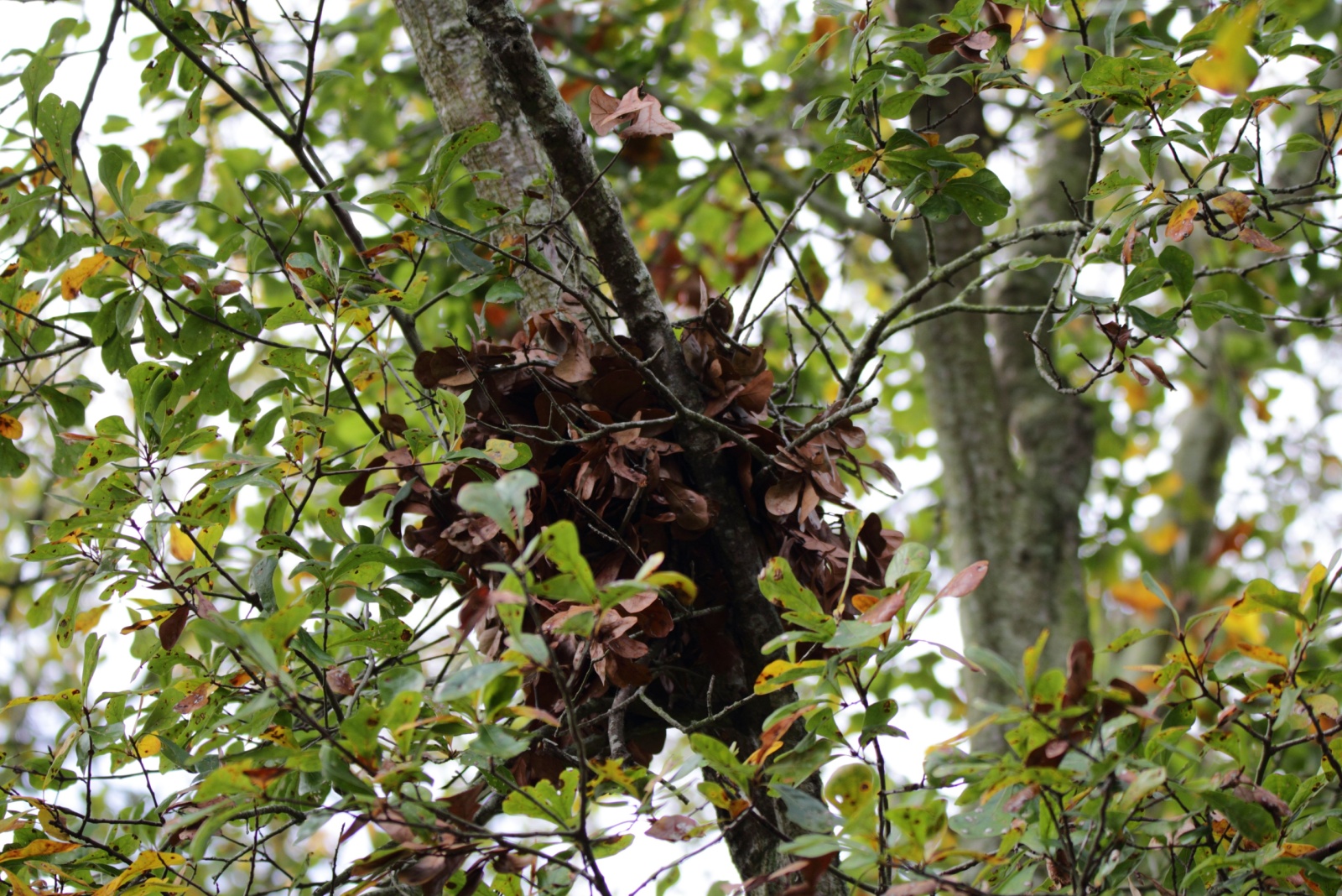 SQUIRRELS NEST
