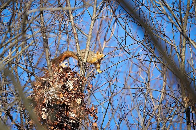 Squirrel Dreys