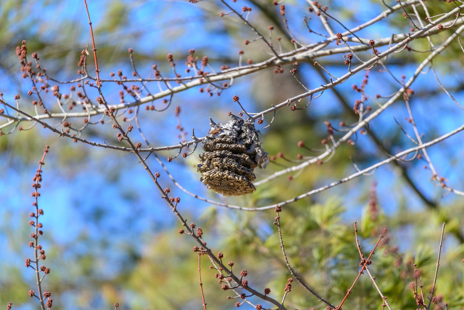 What Looks Like A Nest In Your Ohio Tree Could Be Something Entirely Different
