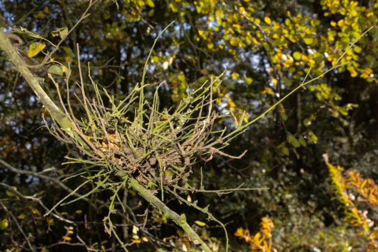 Witches' Broom parasite on a tree
