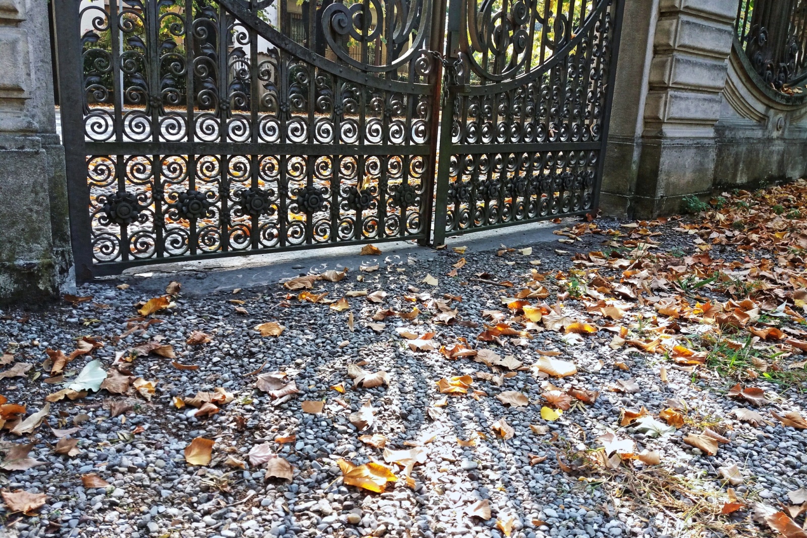 What Michigan Law Says About Leaves From Your Neighbor’s Tree