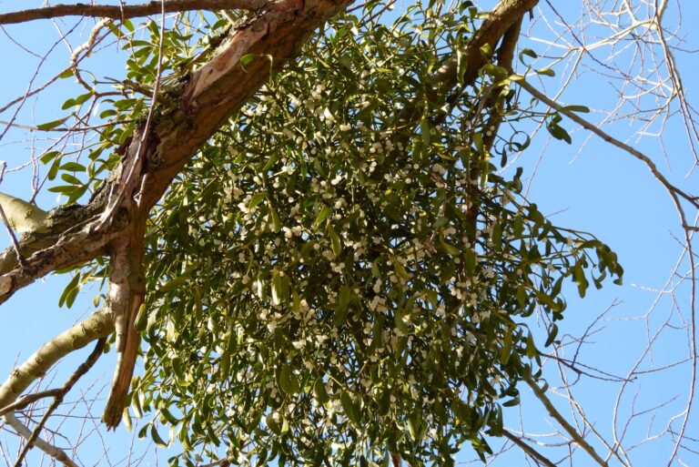 mistletoe clump