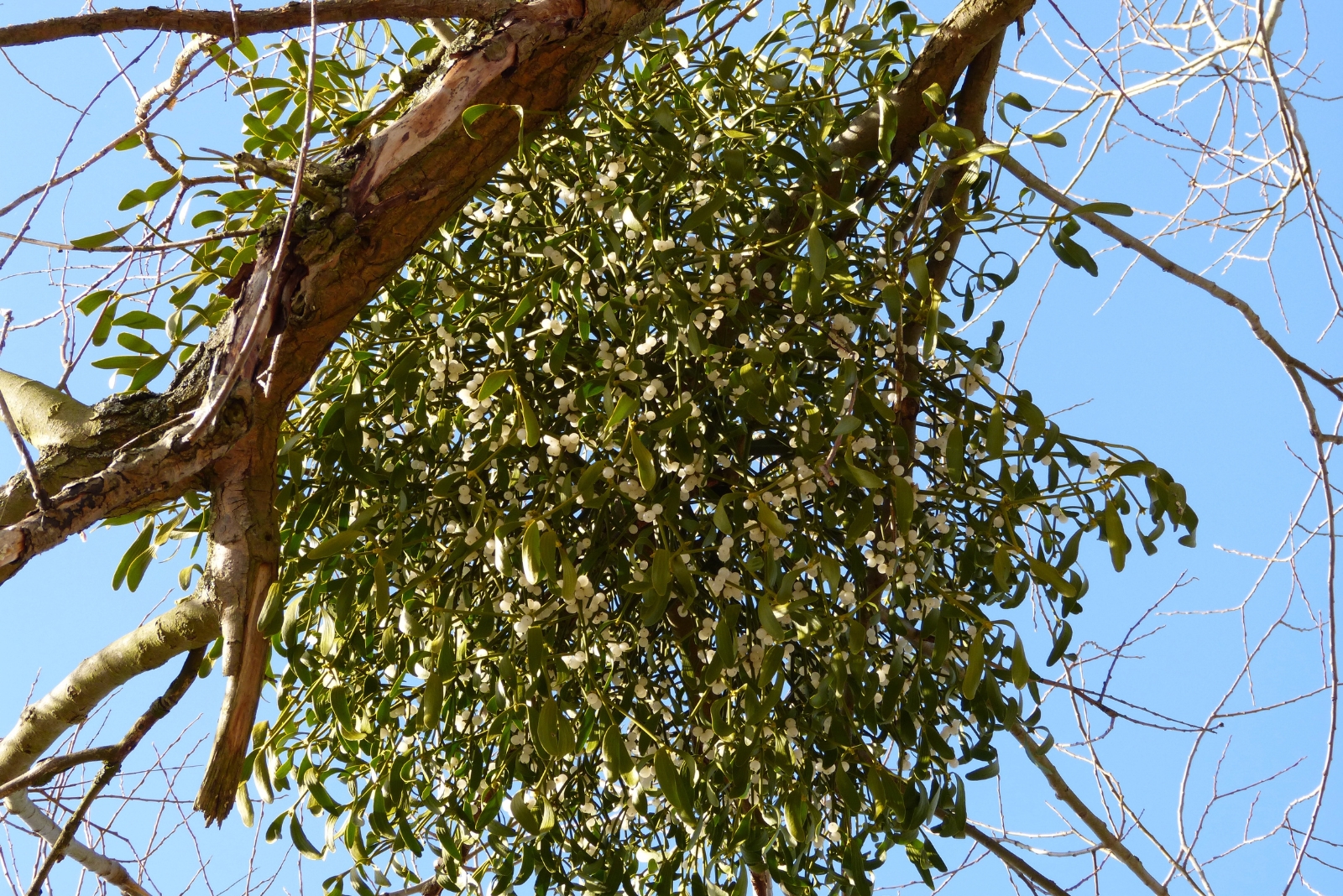 What Resembles A Nest In Your Indiana Tree Could Be Something Very Different