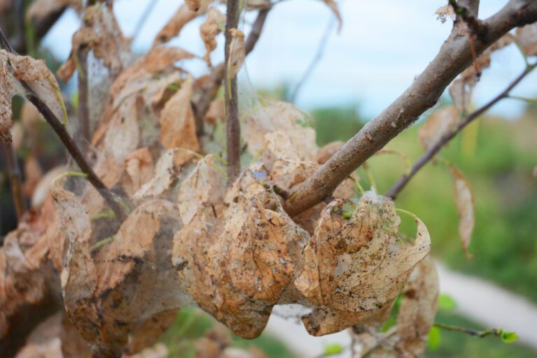 Tent Caterpillars on the plum tree