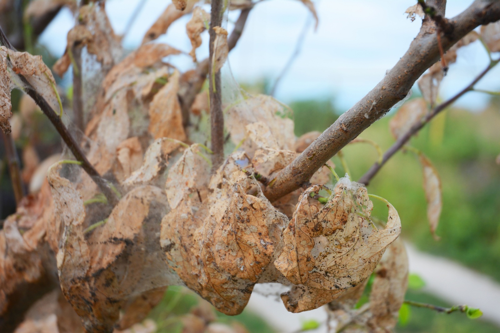 What Seems Like A Nest In Your Nevada Tree Could Be Something Unexpected