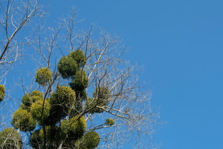 Mistletoe clusters growing on tree branches