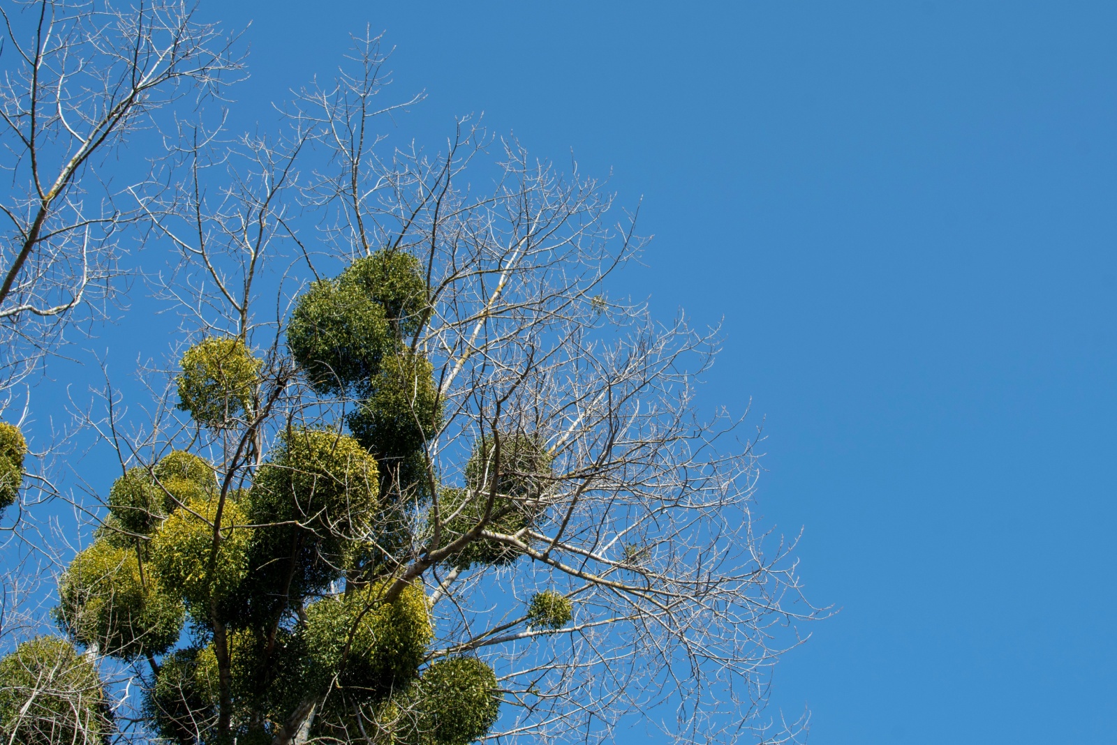 What That Ball Of Leaves In Your Colorado Tree Might Really Be