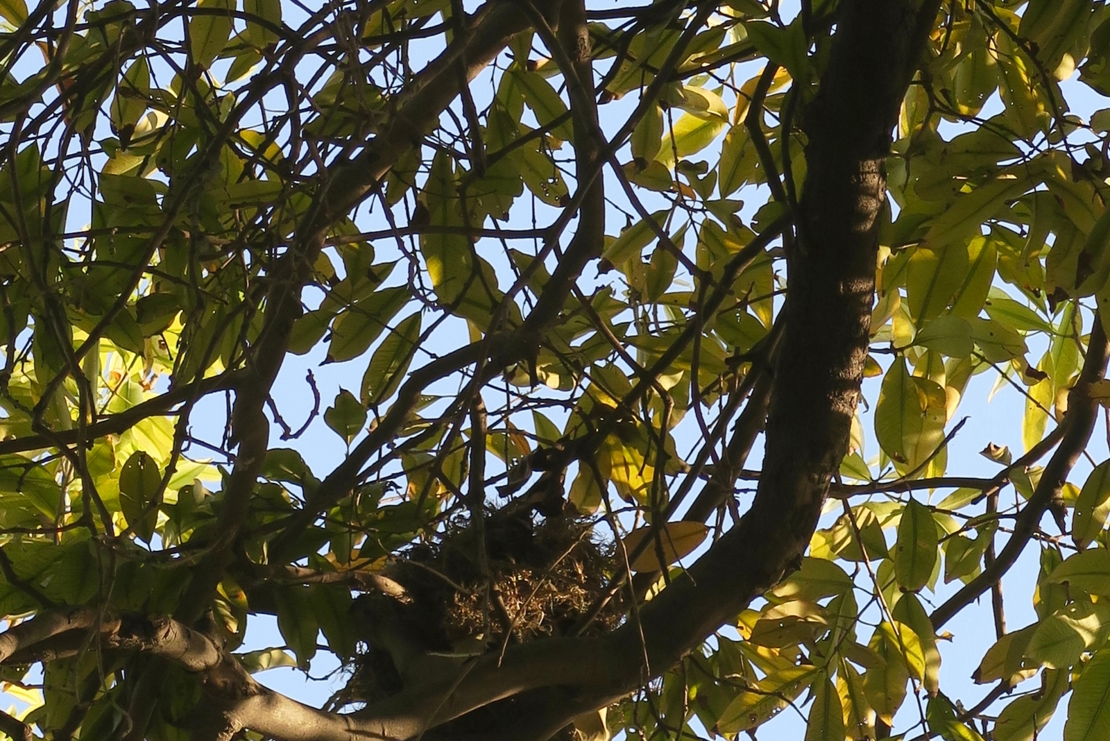 tree (featured image)