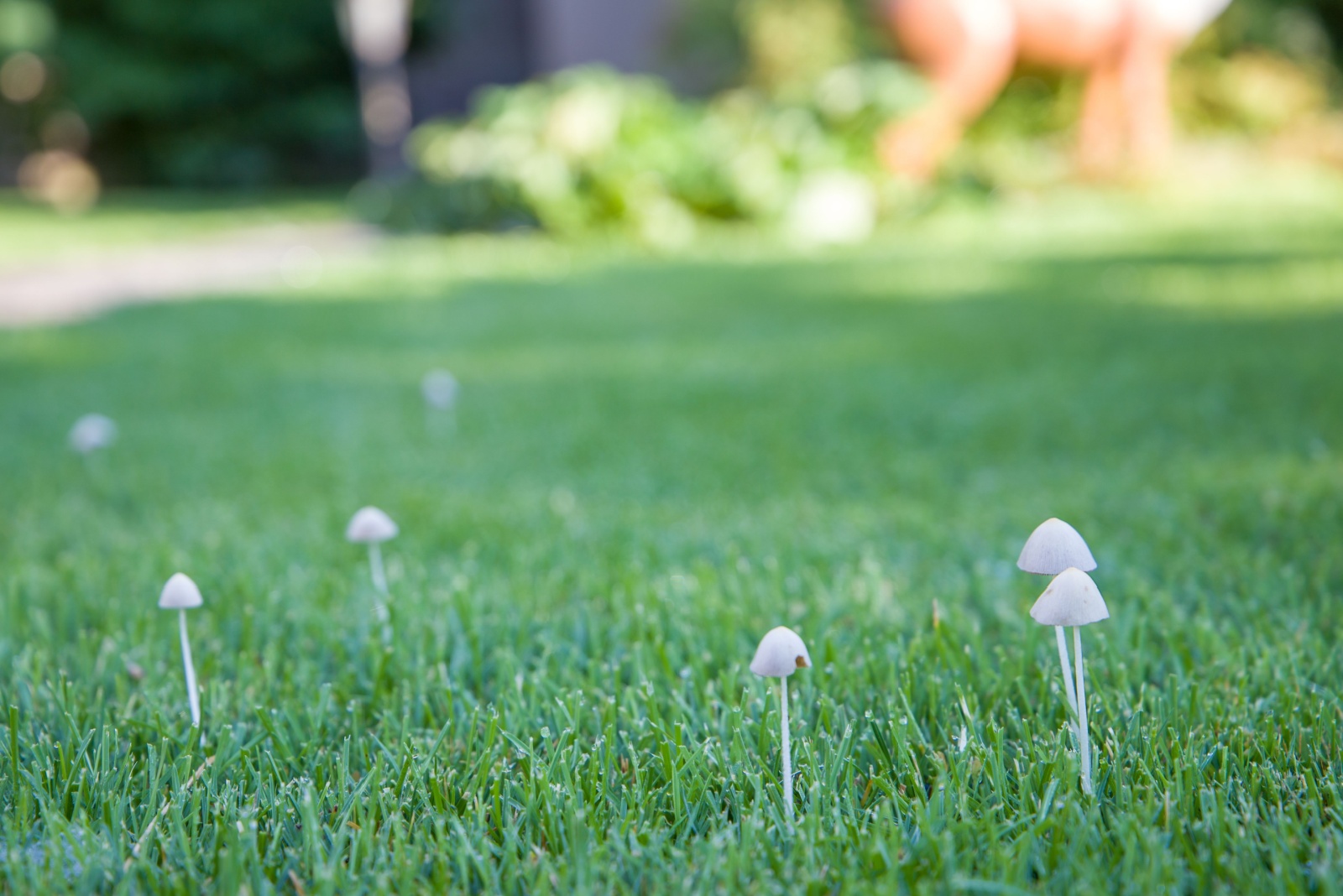 White mushrooms growing on the grass