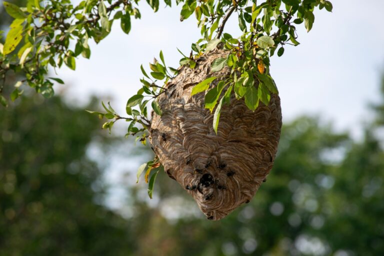 Active Bald Faced Hornets Nest
