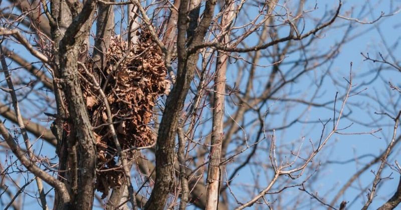 Squirrel Dreys Look Surprisingly Like Bird Homes