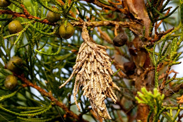 bagworm infestation on a tree