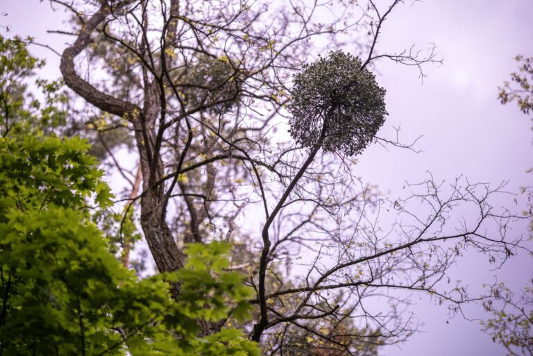 mistletoe clump