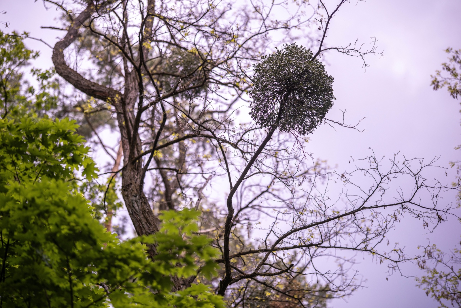 mistletoe clump