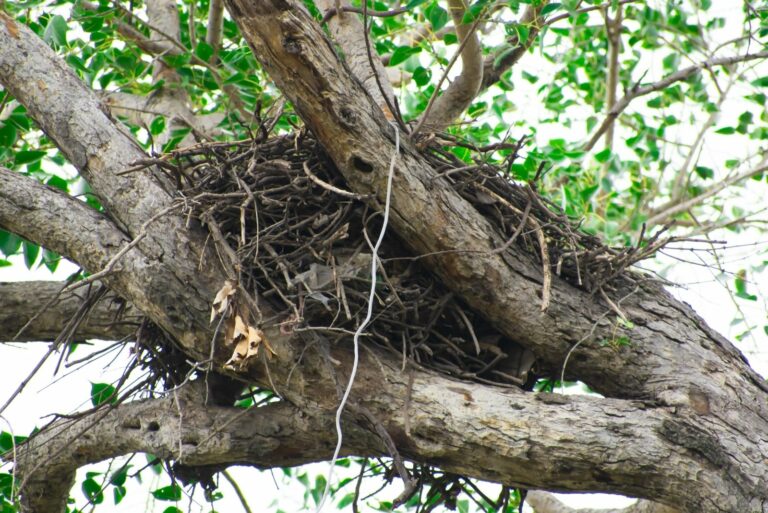 Squirrel nest (drey)