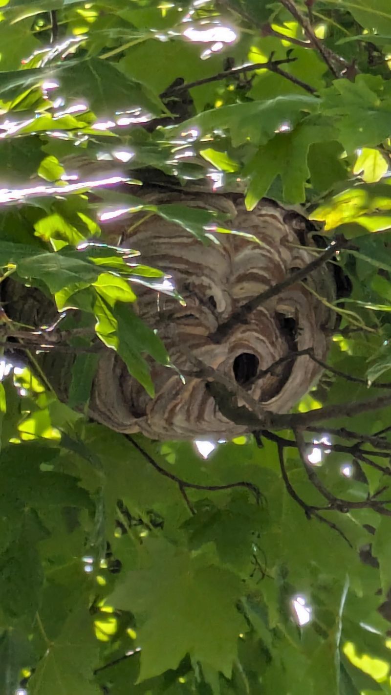 Paper Wasp Nests Hanging From Branches
