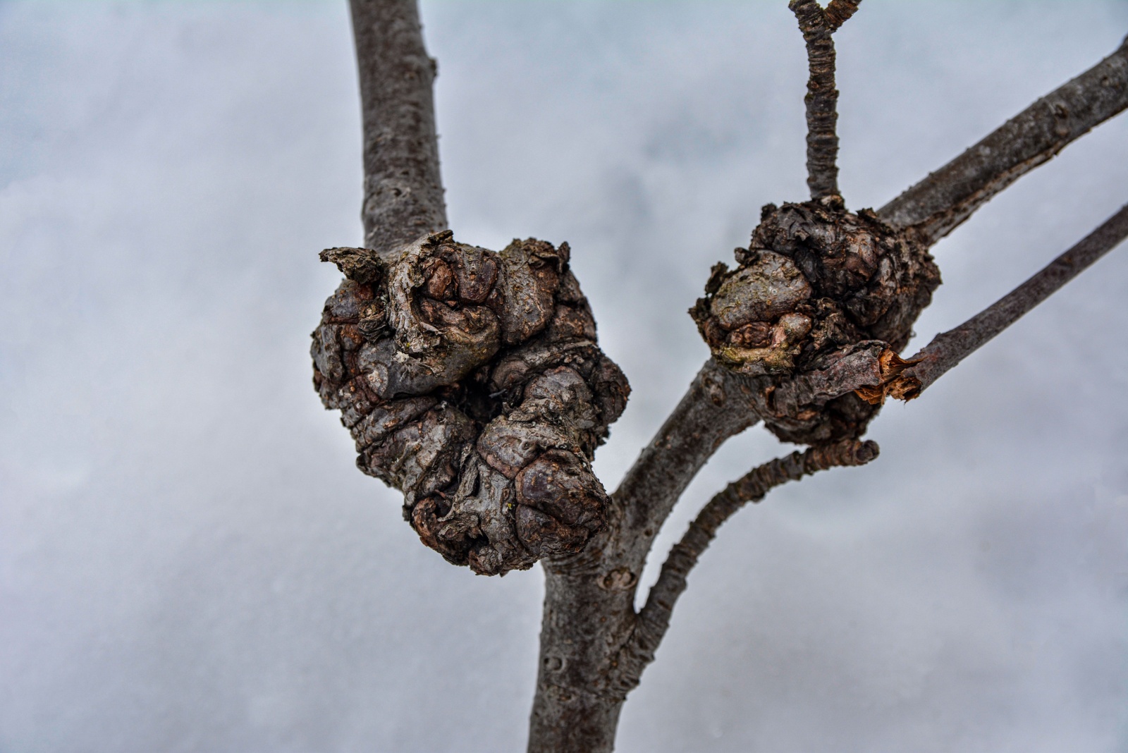 What You’re Seeing In Your Minnesota Tree May Look Like A Nest But Isn’t
